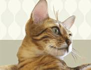 ペットと暮らす住まい ここをチェック！～マンション