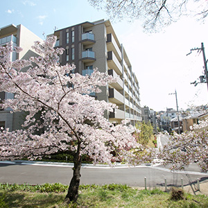 阪急神戸線夙川駅付近の桜