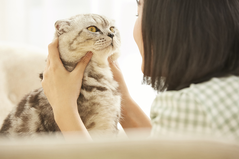 一人暮らしで猫を飼うには 獣医さん 不動産会社さんに聞いてみた 後悔しない部屋選び 住まいのお役立ち記事