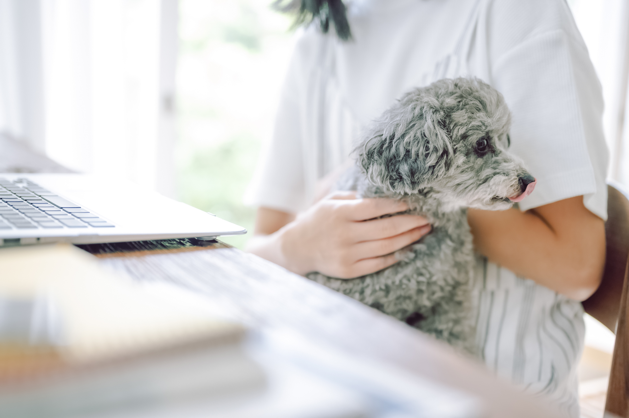 人に抱かれた犬