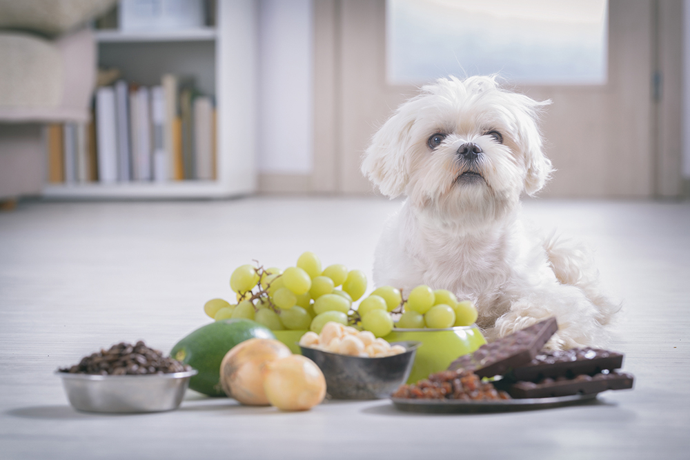 犬と犬にとって危険な食べ物
