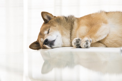 眠る柴犬