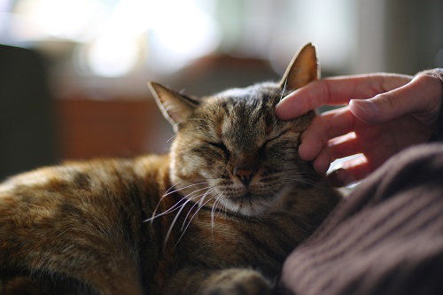 一人暮らしで猫を飼うには 獣医さん 不動産会社さんに聞いてみた 後悔しない部屋選び 住まいのお役立ち記事