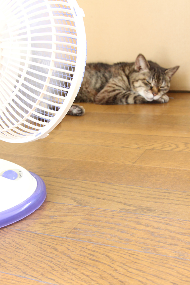 猫は暑さに弱い
