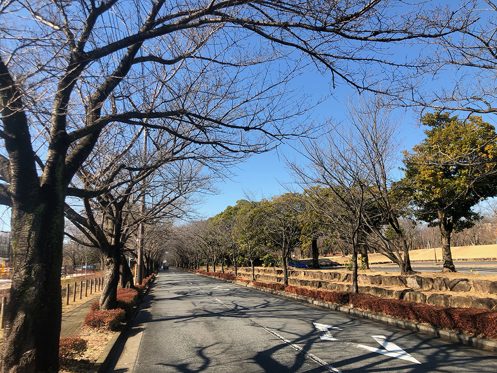 和光市を代表するスポット、和光樹林公園