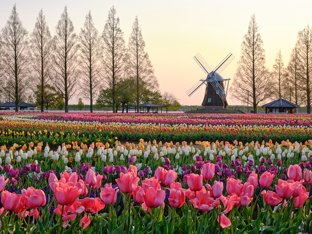 柏駅から車で15分ほどのあけぼの山農業公園