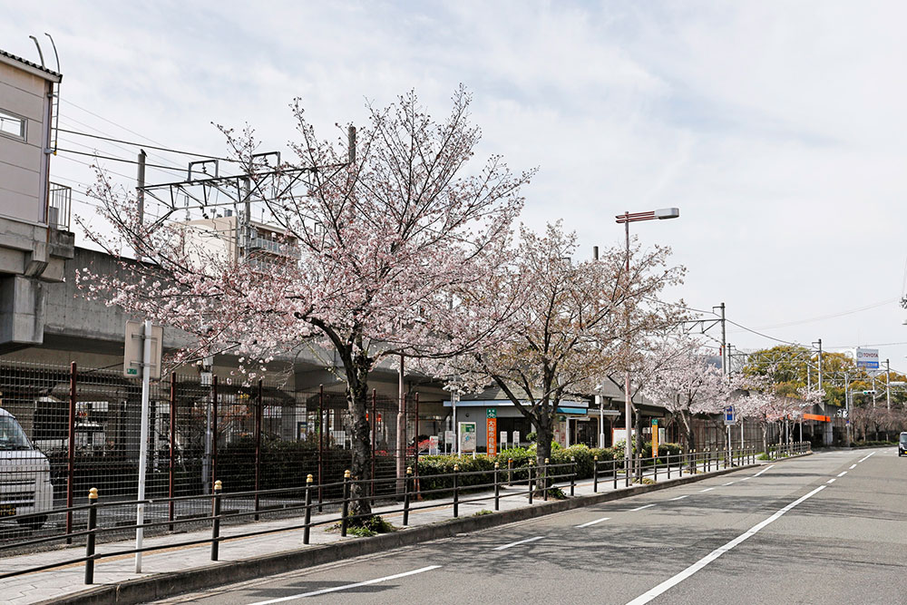 今宮駅周辺桜並木