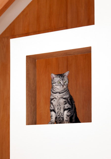段差をつけた階段と、壁に開けた穴から顔を出す猫のイメージ
