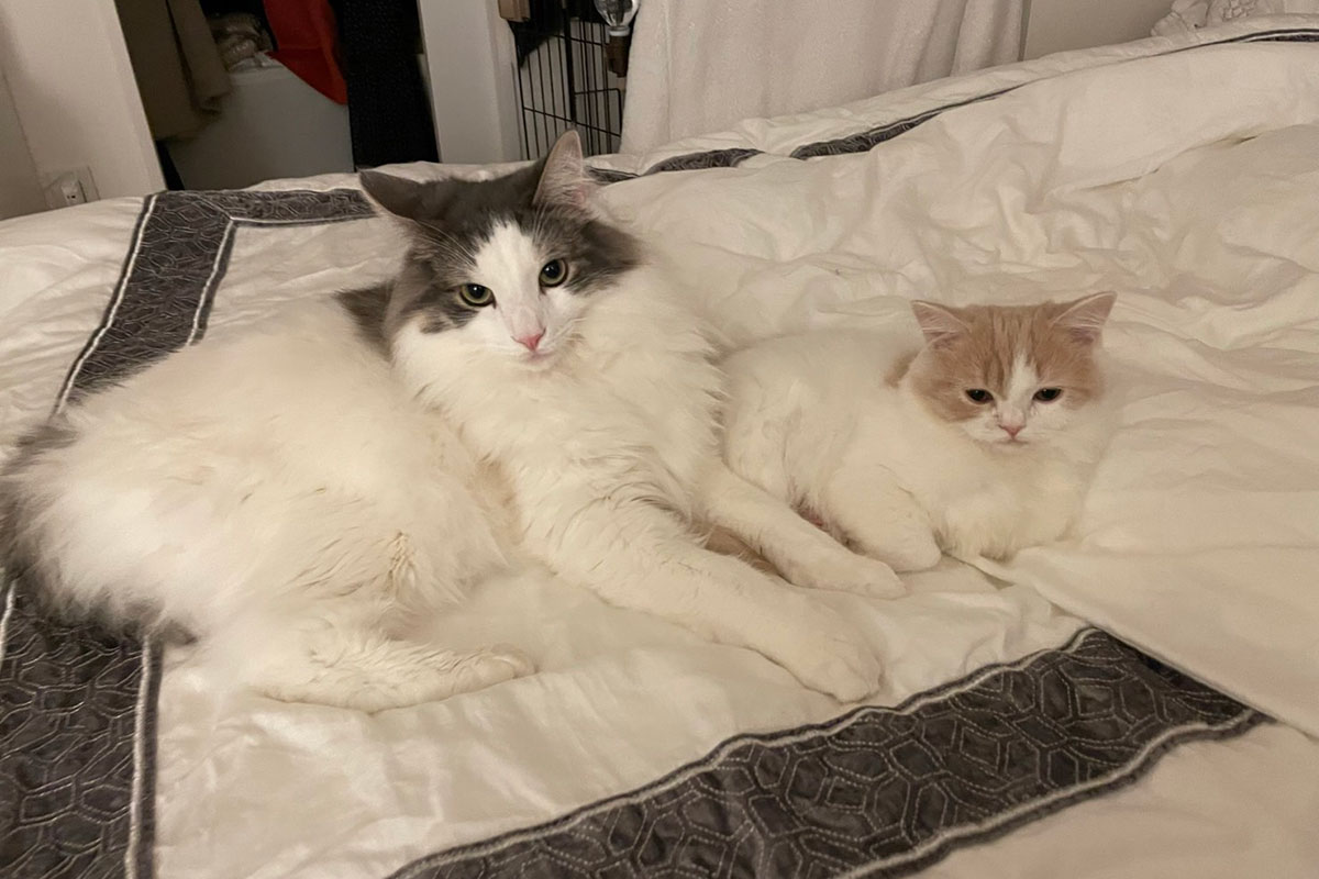 放松在床上的两只猫
