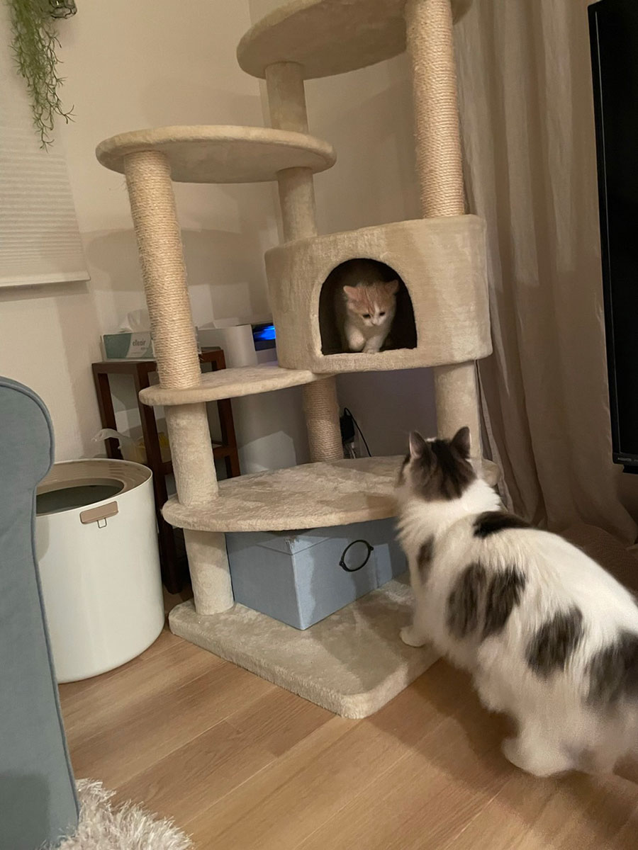 两只猫在猫塔里玩耍