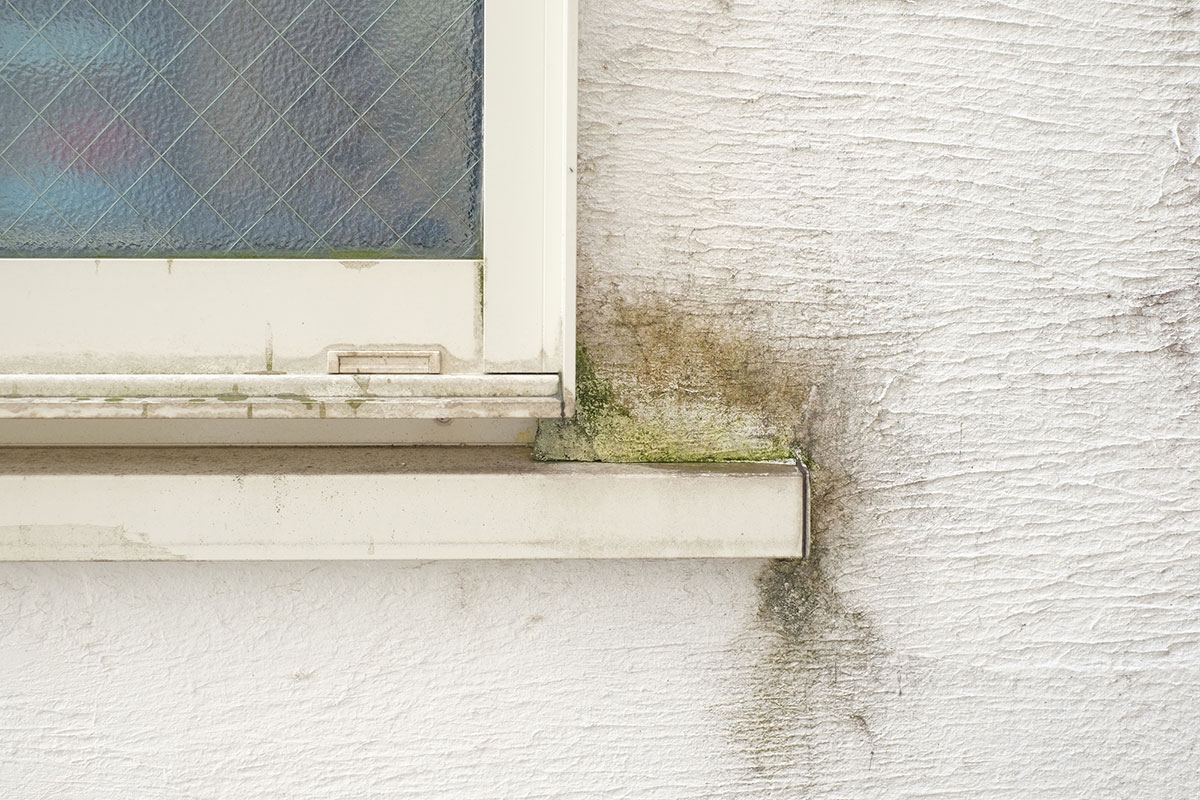 外壁の黒カビのイメージ