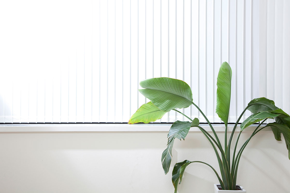 大きめの観葉植物は部屋を華やかに見せることができる