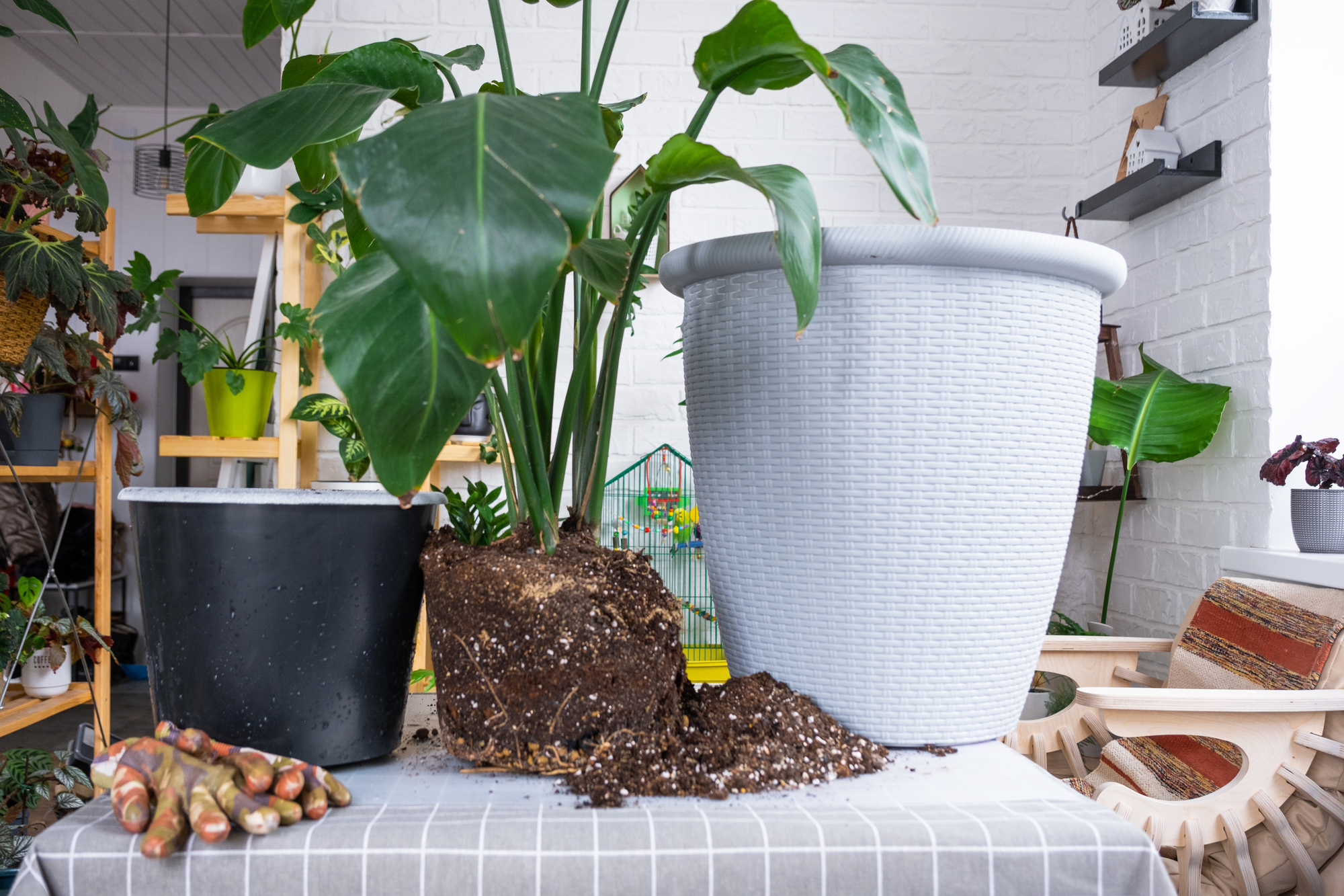植木鉢大小サイズの写真