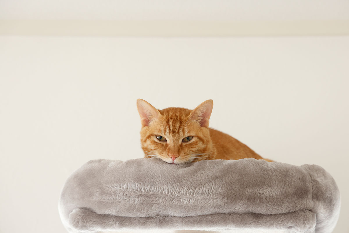 キャットウォークでひと休みする猫