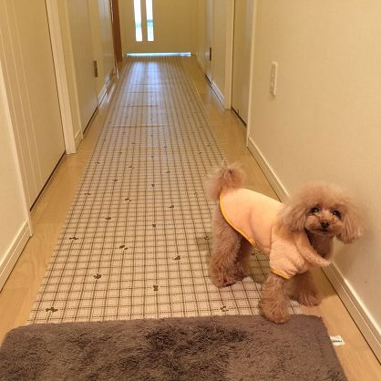 ペット用滑り止めシートの施工例画像