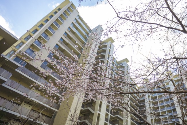 プラウドシティ池袋本町のガーデンアリーナの梅の樹