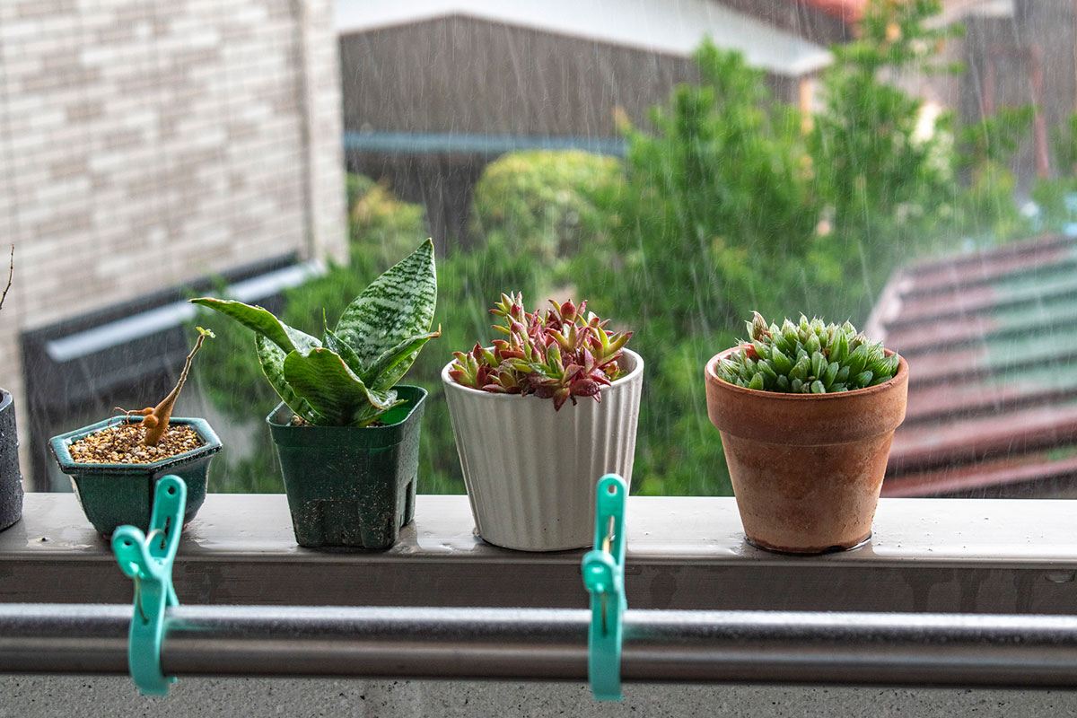 ベランダに置いた鉢植え