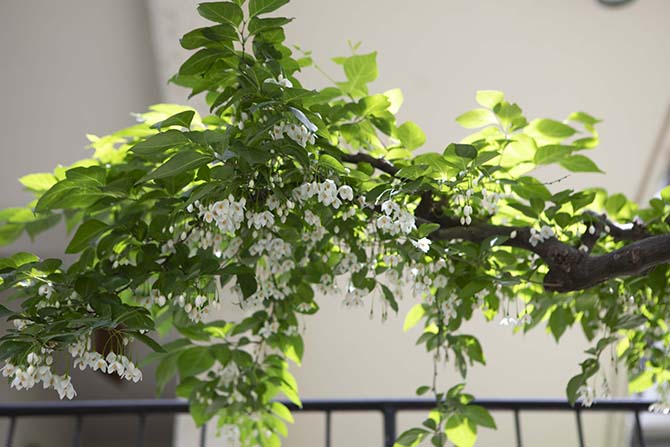 白い花をつけたエゴノキ