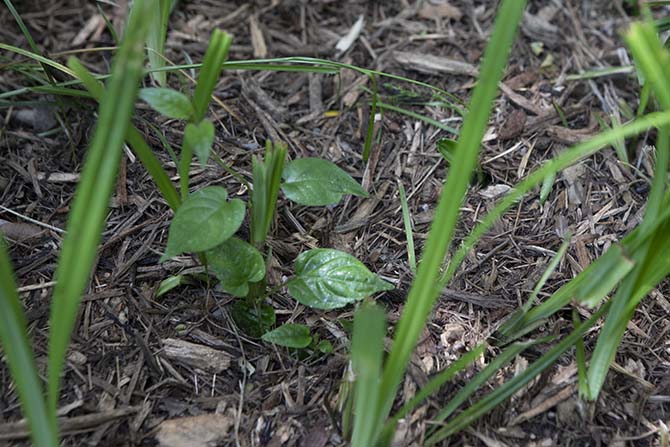 伐採した木のチップを蒔いた土壌