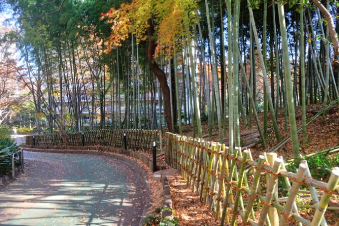 竹林も見事なサンシティ