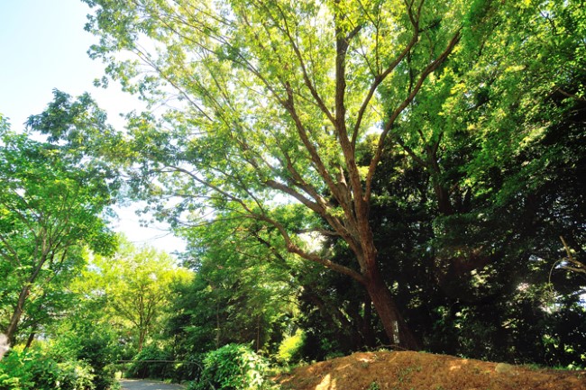 ブリリアシティ横浜磯子敷地内の「名木古木指定」を受けたコナラ