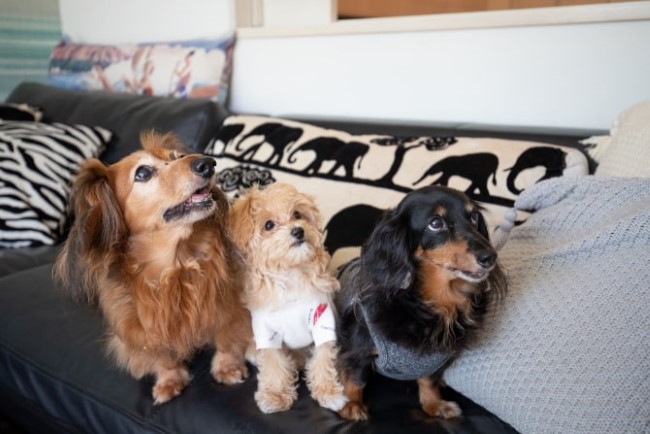 パークハウス江ノ島に住むAさんの愛犬