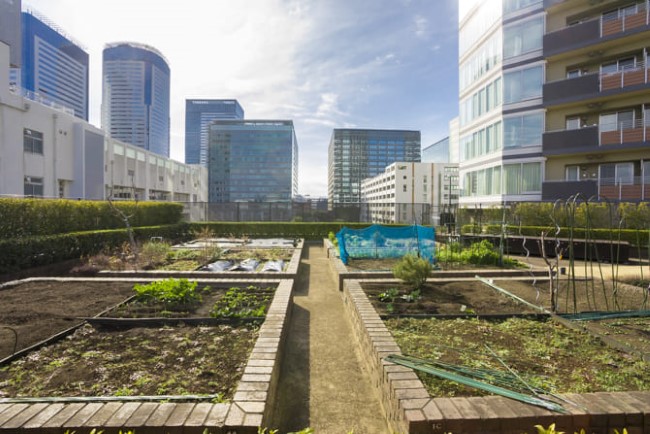 THE TOYOSU TOWERの家庭菜園スペース