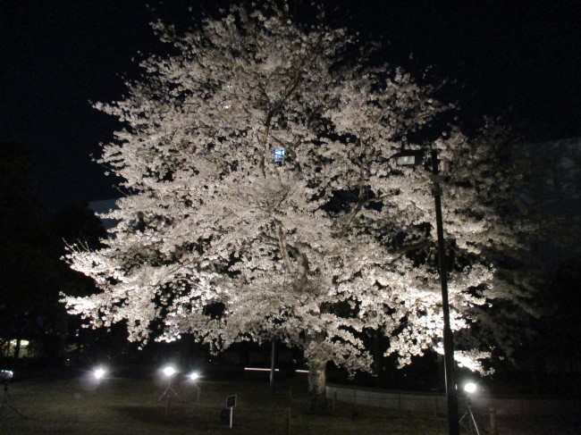 グランドミッドタワーズ大宮のソメイヨシノのライトアップの様子