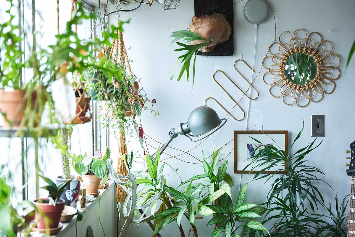 部屋のインテリアと植物