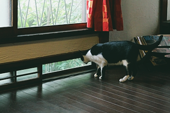 生まれ変わったリビングは、Ｋさん夫妻はもちろん愛猫にとってもお気に入りの空間