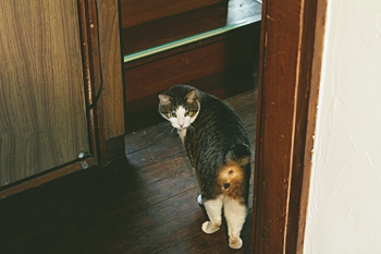 明るく光りが差し込む階段を、猫たちが元気に１階と２階を行き来する